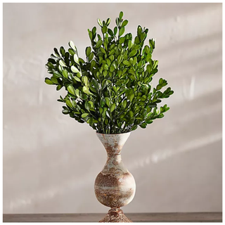 Preserved Boxwood Bunch from Terrain