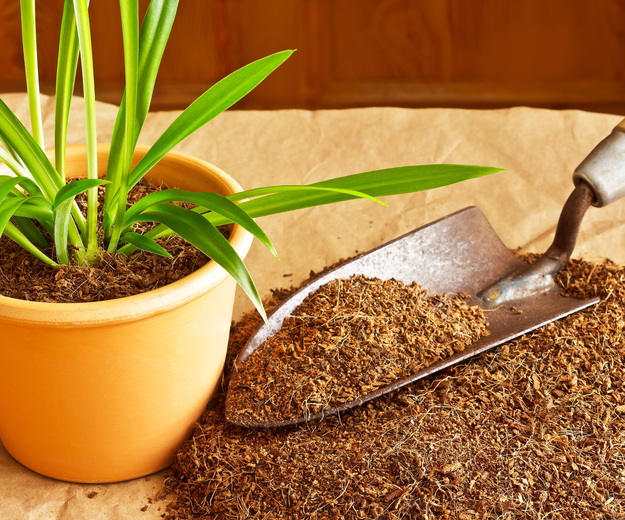 coco coir mix on trowel being added to potted plant