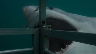 Scenes from Camo Shark