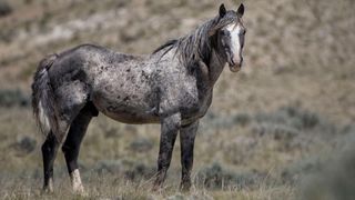 Nokota horse breed