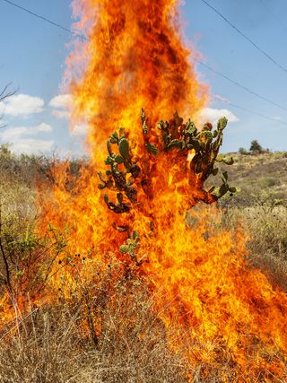 Cactus on fire
