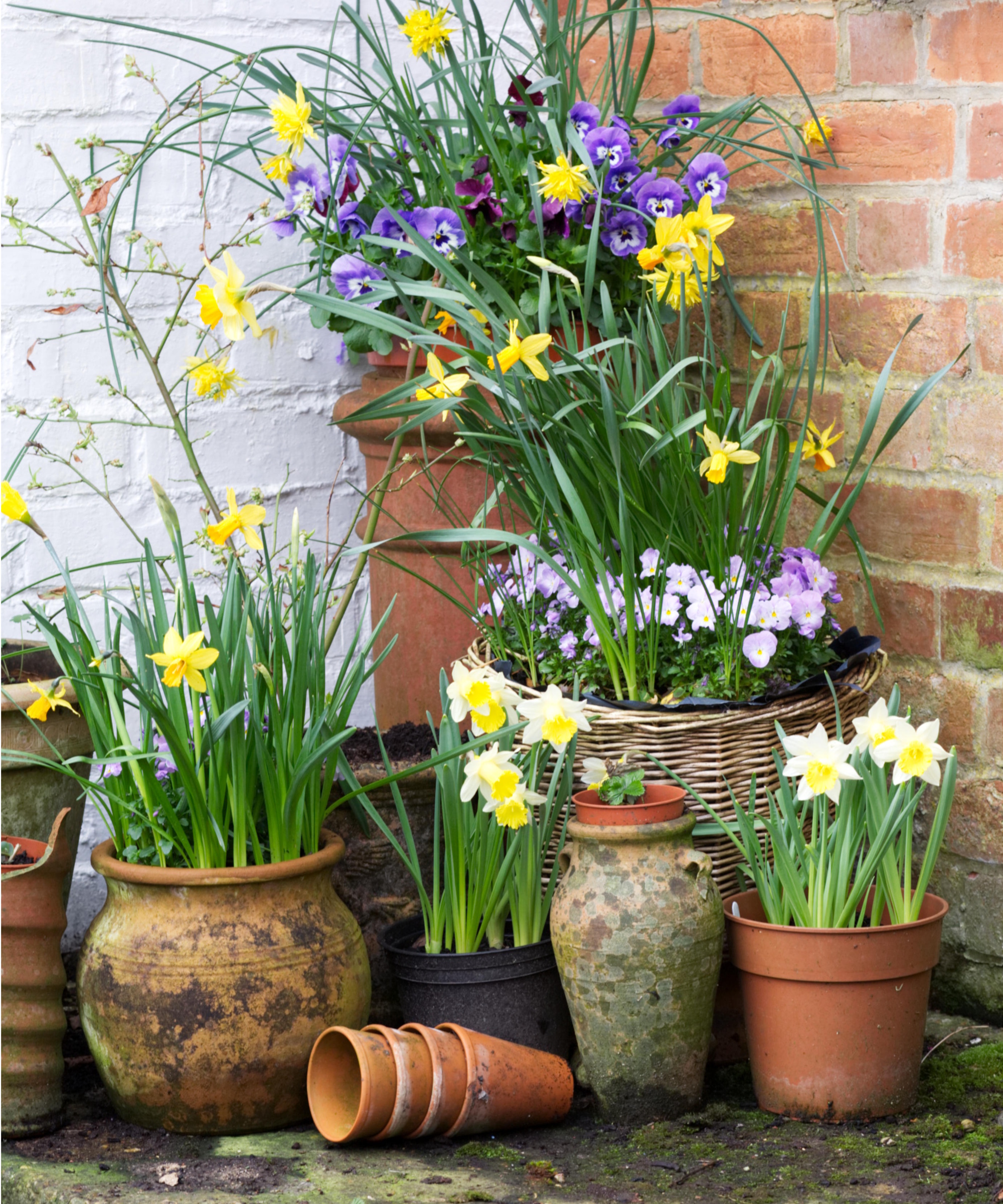 Spring flowers in pots