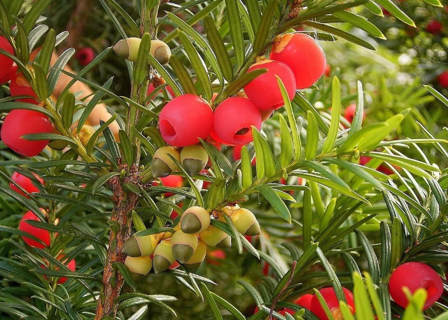 Best trees for privacy 13 varieties by experts Livingetc
