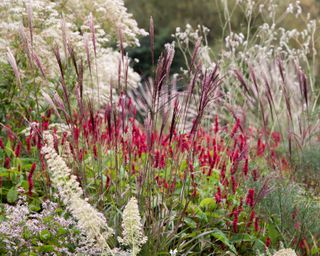 red and purple flowers combine with cream grasses
