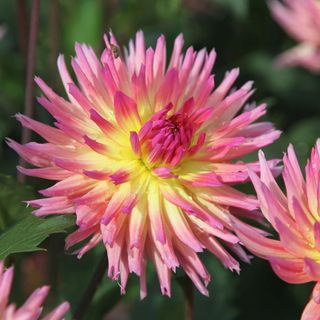 Dahlias available to buy
