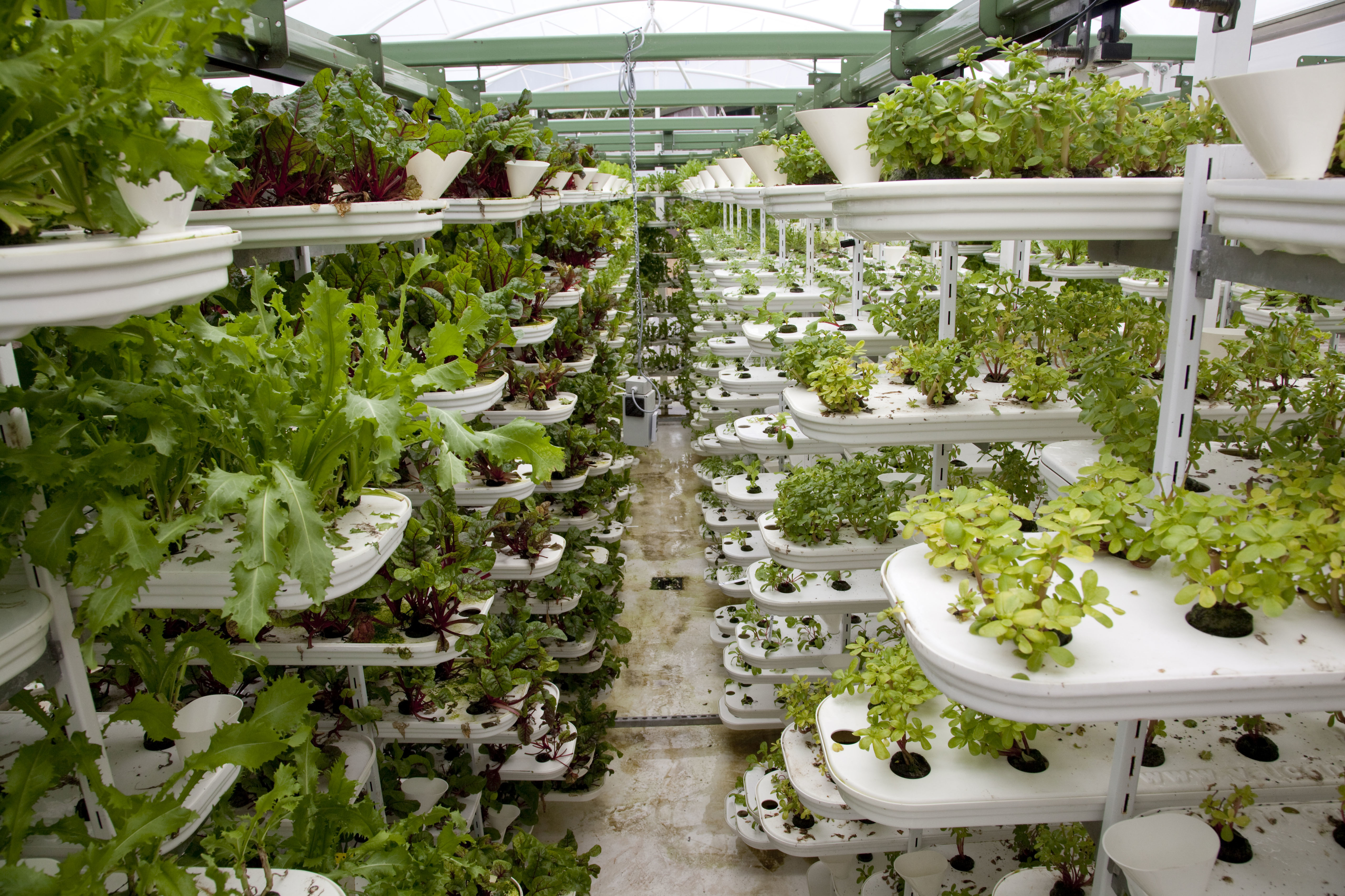 Plants