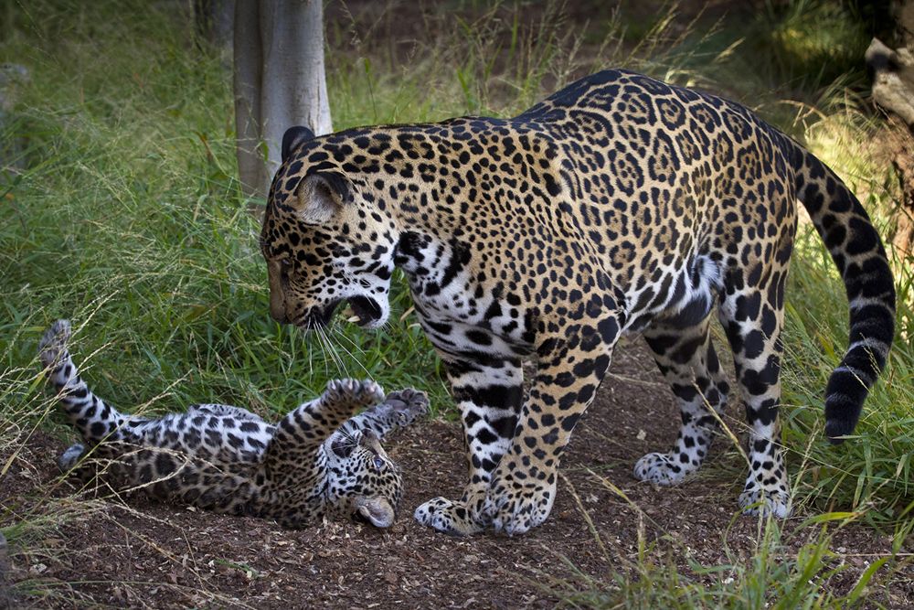Jaguar Cub Tempts Mom to Play, Baby Zoo Animal Photos