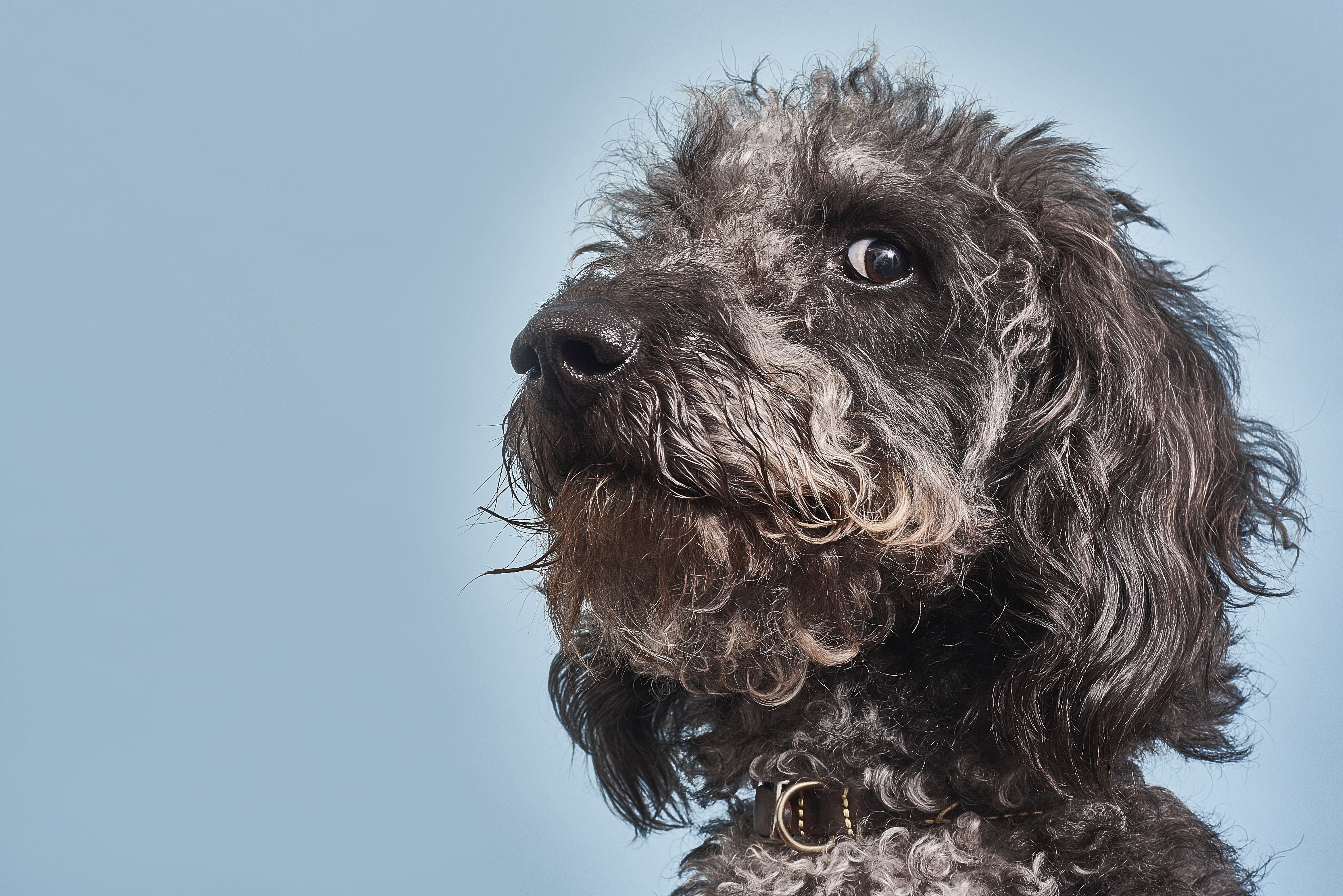 A studio portrait of a grey Labradoodle dog with a suspicious expression, looking towards the camera.