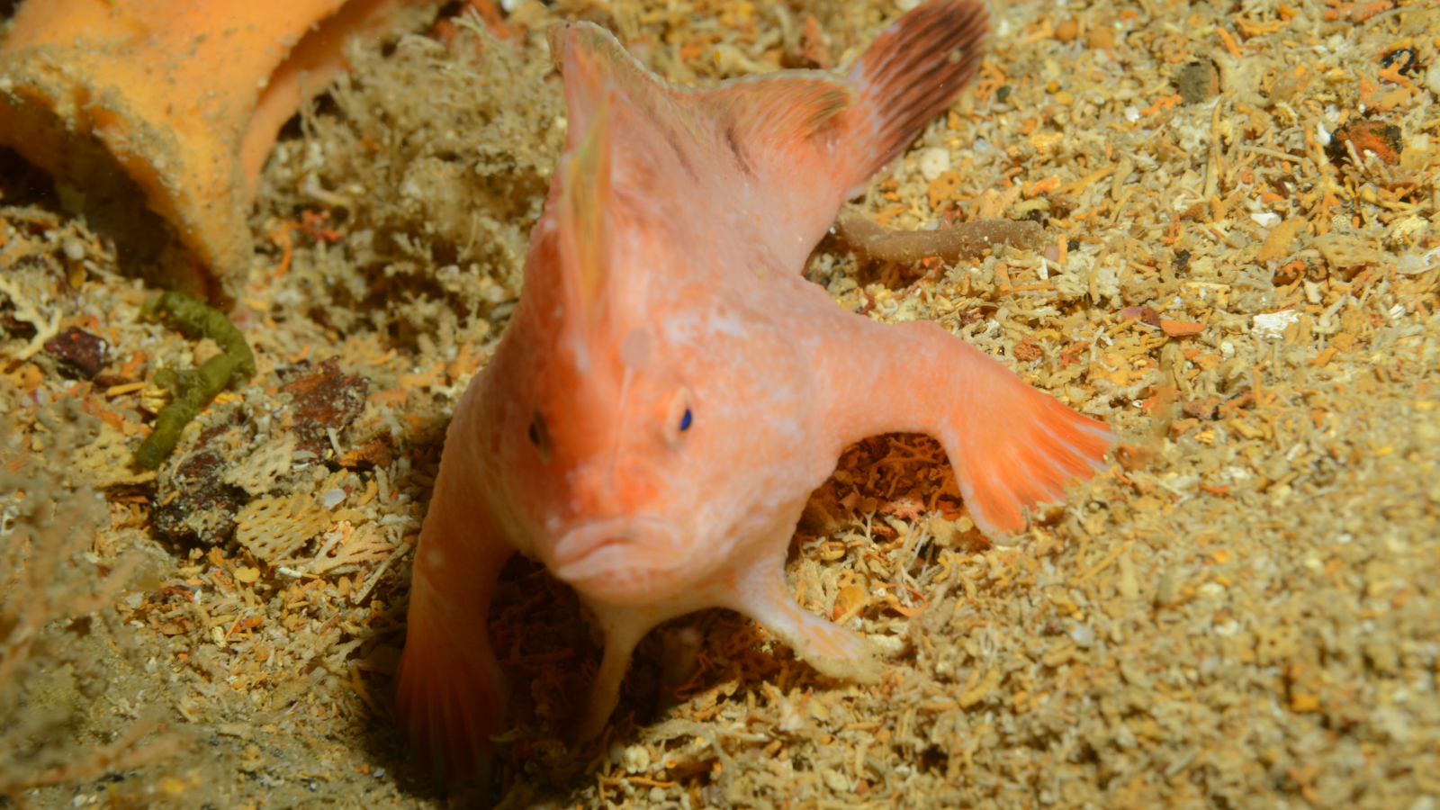 Pink hand fish on the wreck of the SS Tasman,