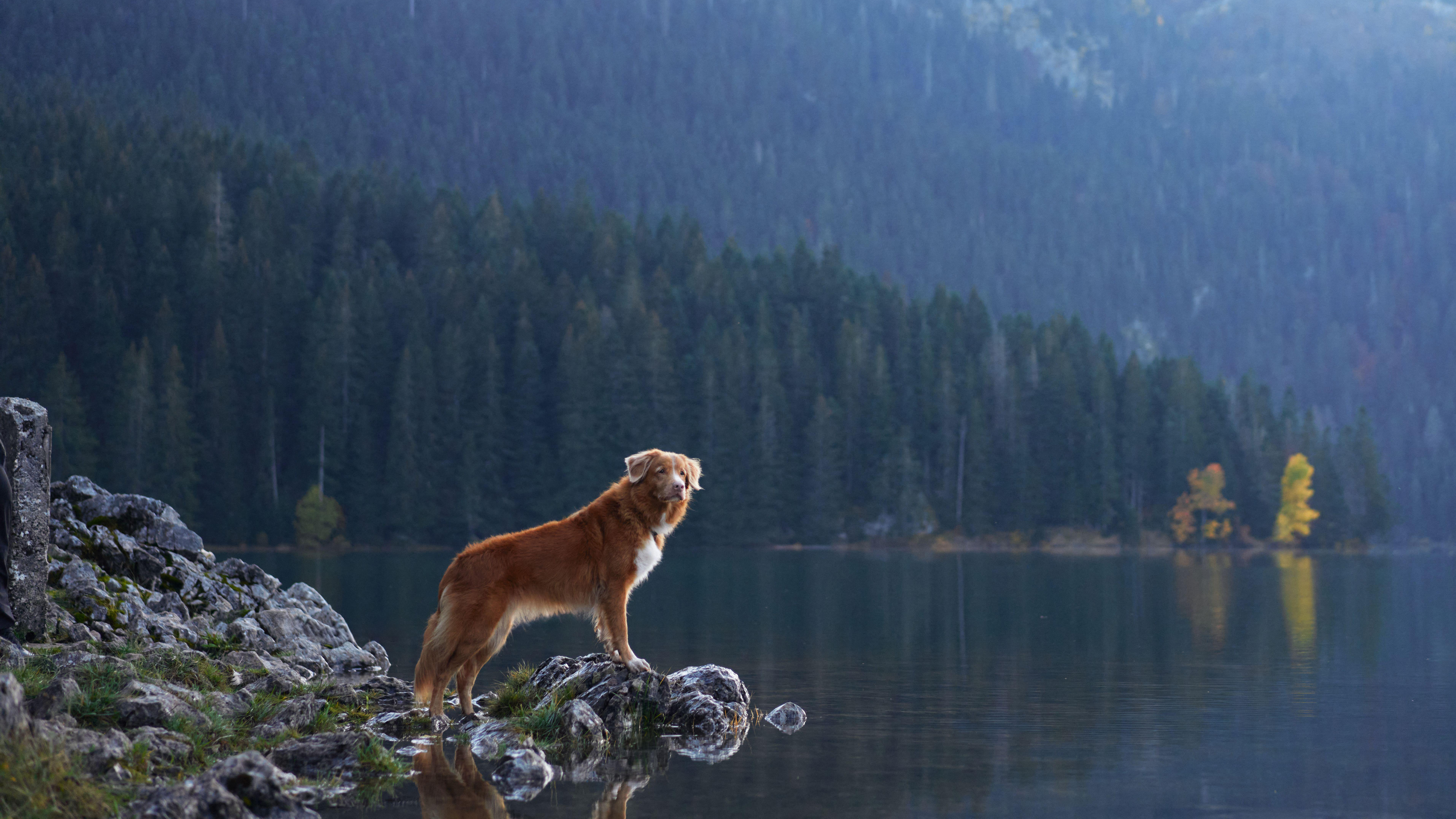 Nova Scotia duck tolling retriever standing on a rocky outcrop on the edge of a very calm lake