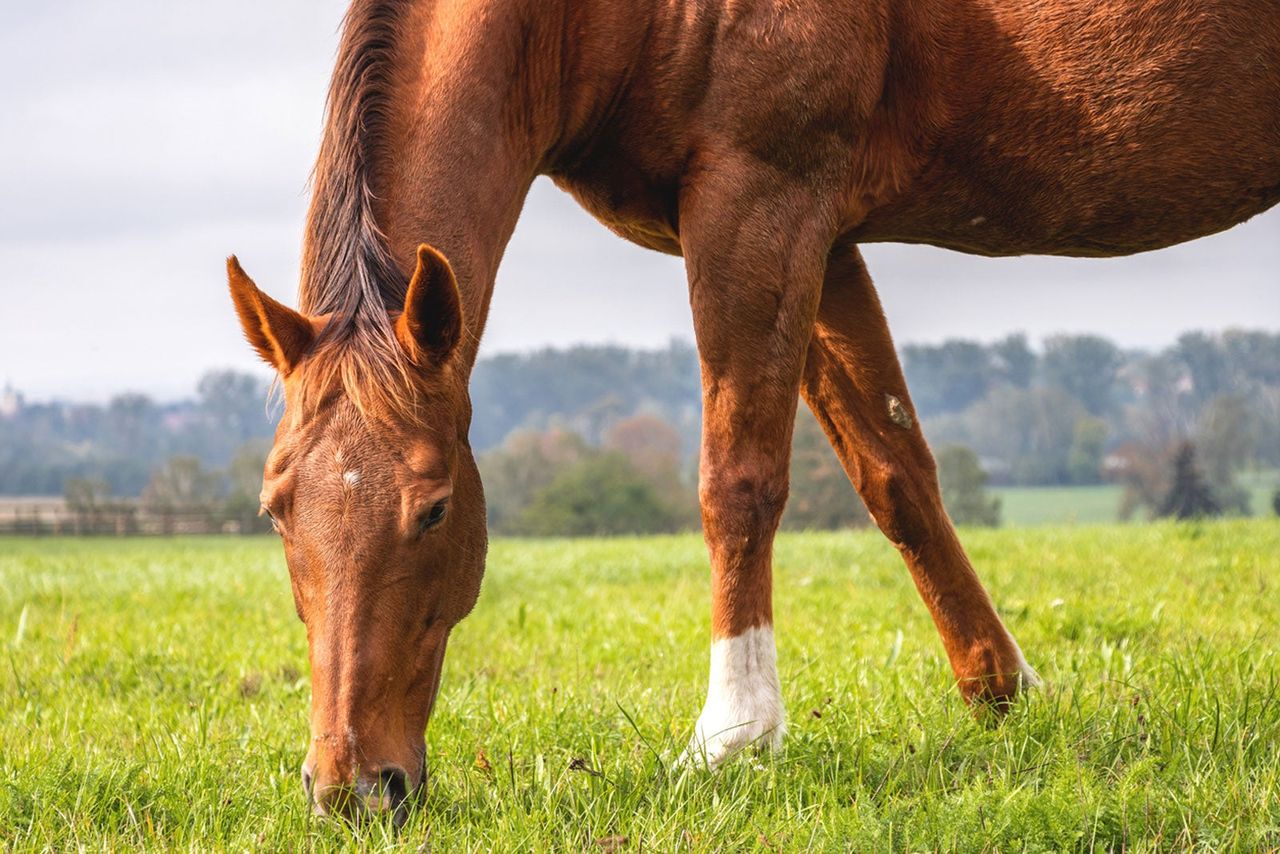 Brown Horse Eating Grass