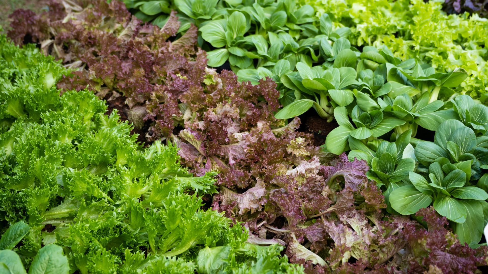 picture of rows of salad leaves in a vegetables patch