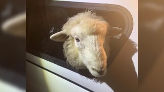 A photo of the runaway ram that escaped from New Plymouth District Council's animal pound.