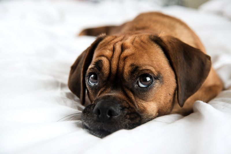 Cute puggle puppy on bed