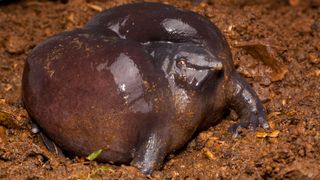 Nasikabatrachus sahyadrensis, also known as a purple frog or pig-nosed frog, sitting in mud