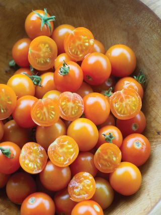 Tomato, Sungold Hybrid