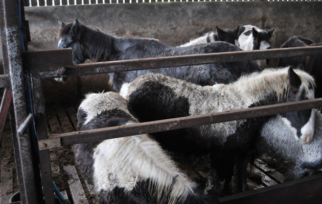 Cobs at farm