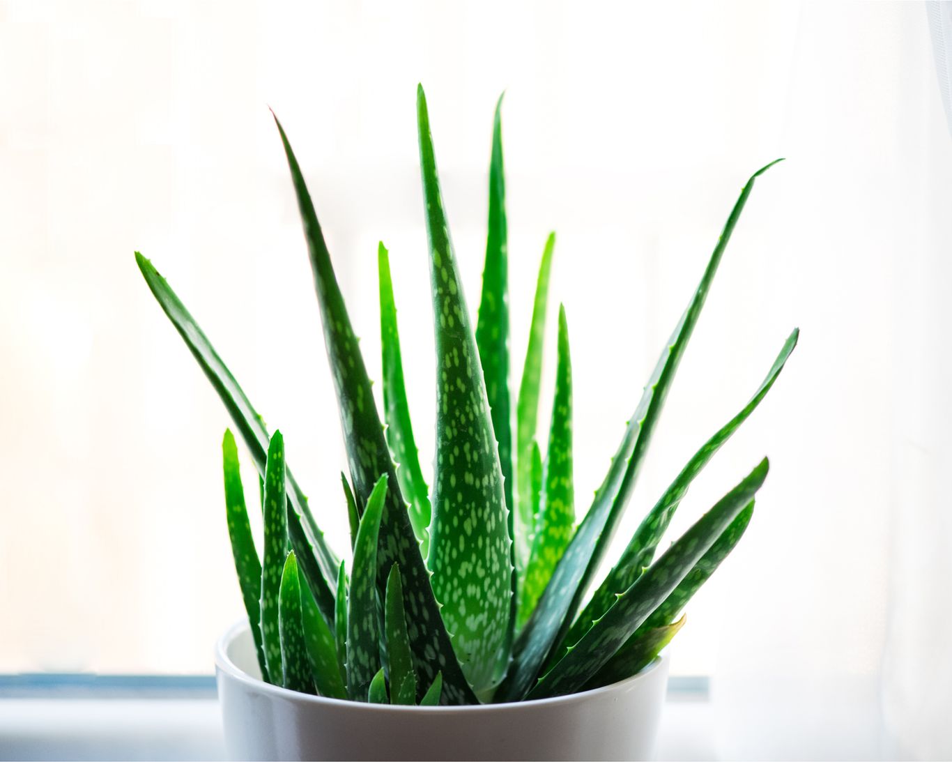 Laura LeBoutillier give top tips for growing aloe vera | Gardeningetc