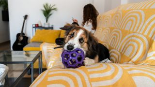 dog using a puzzle toy on the sofa