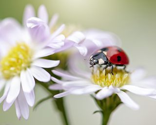 Ladybug resting on daisy flower