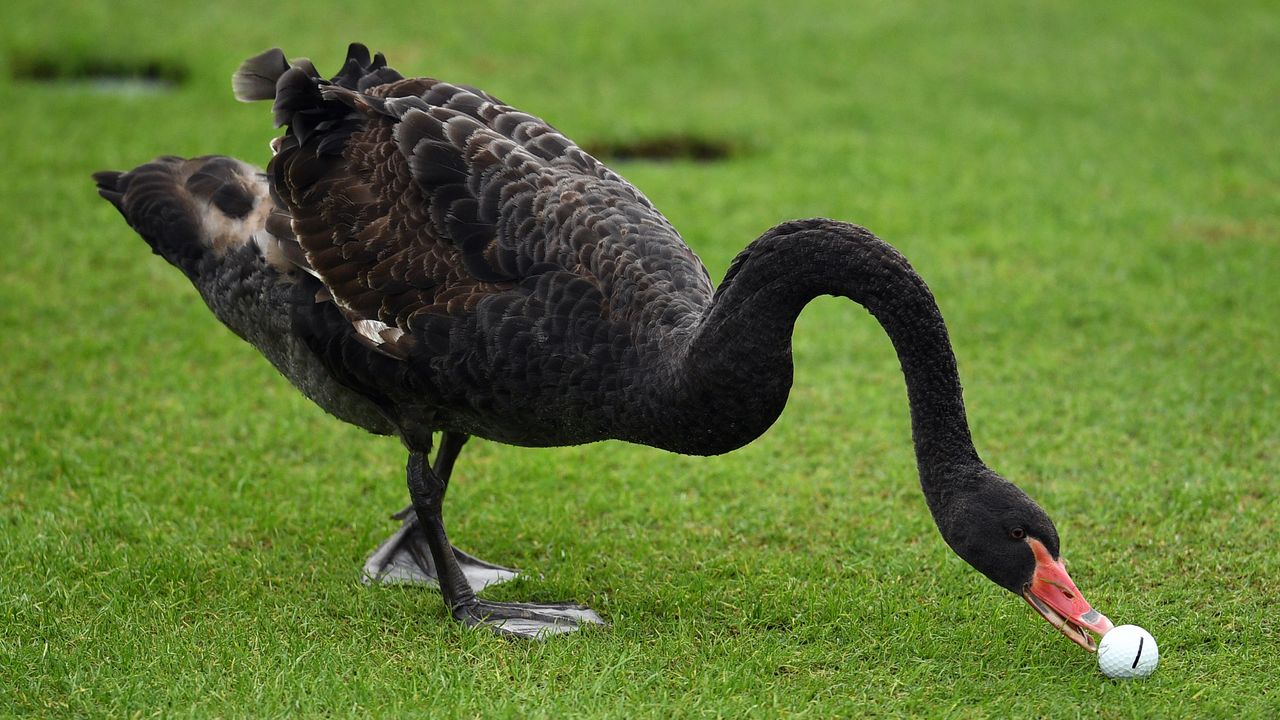 Swan moving golf ball