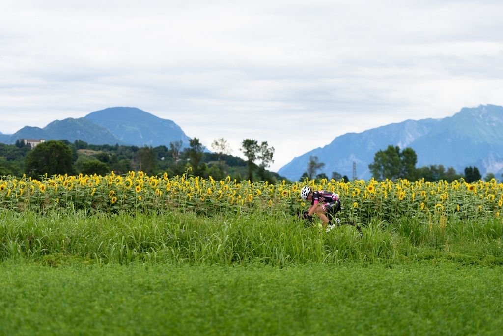There are sunflowers in Italy in July as well
