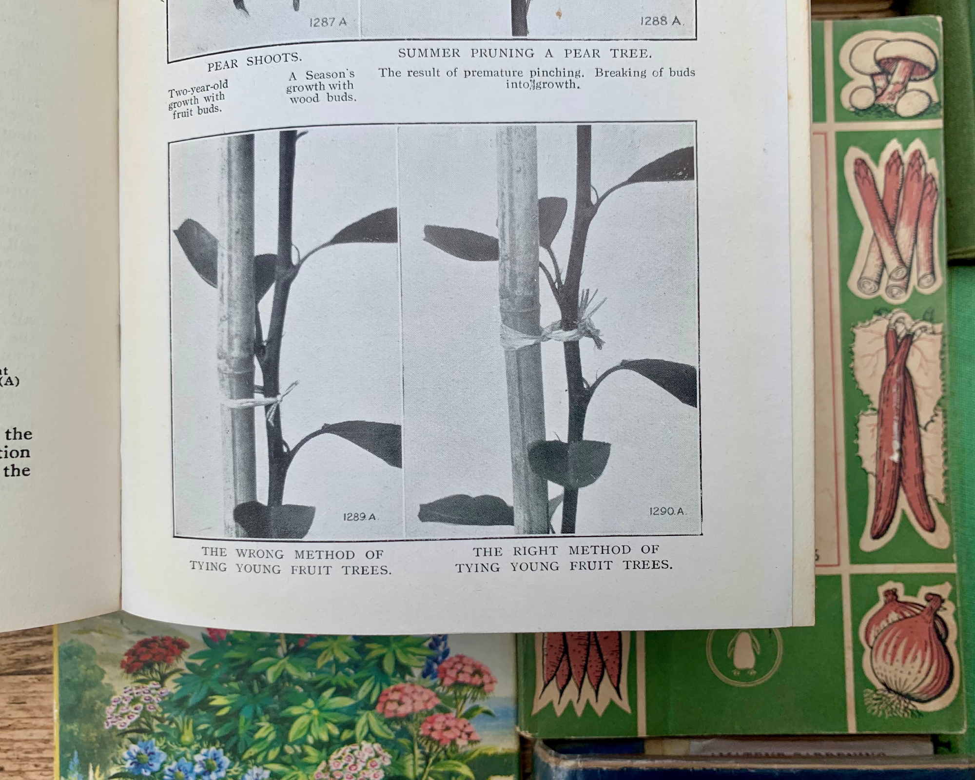 old book showing a gardening tip about tying in stems