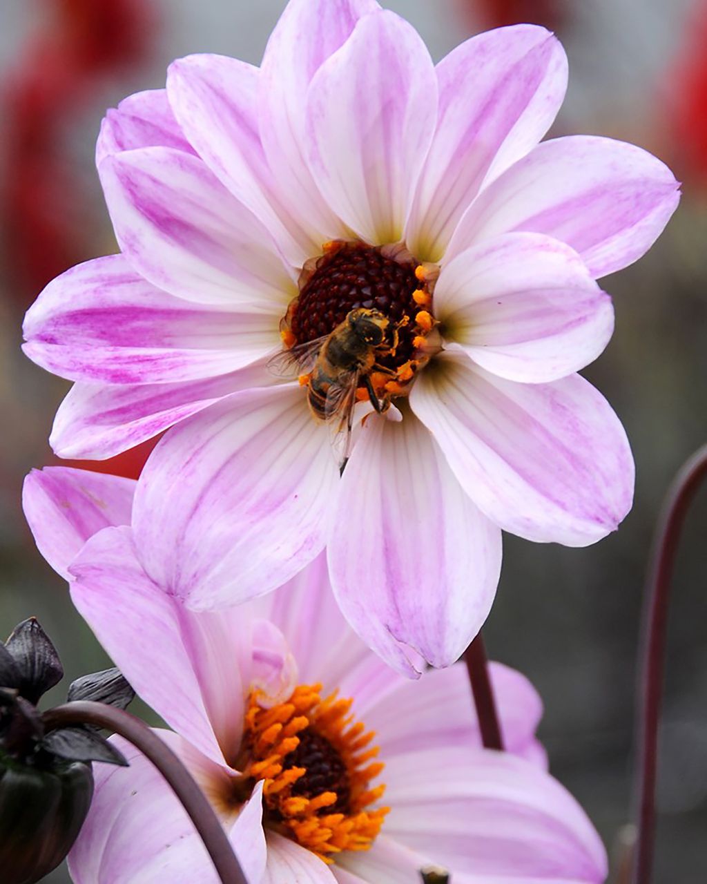 Best bee friendly plants 12 beautiful ideas to try in your garden