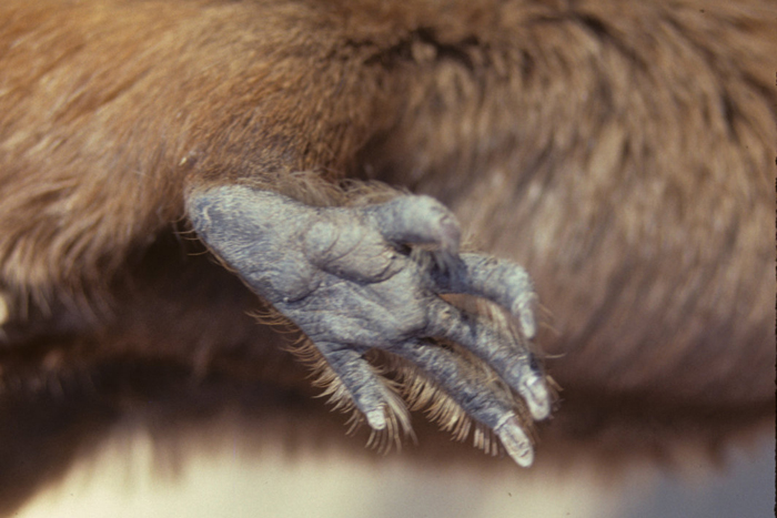 Tuco-tuco foot