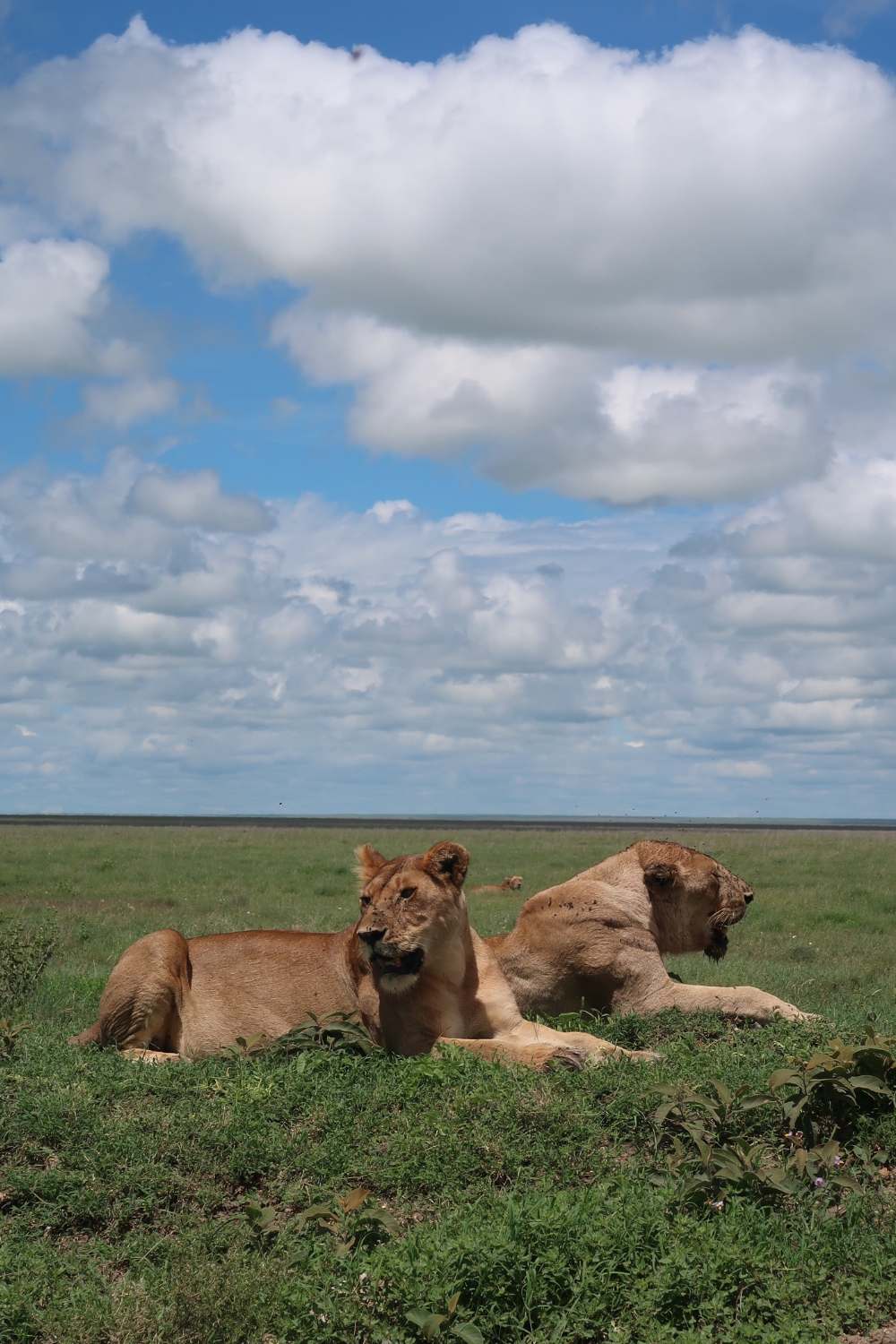 Pride of lionesses in the Serengeti