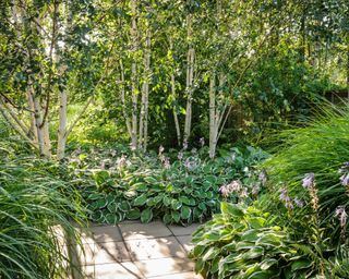 Hostas and silver birch at The Lakeside Garden, RHS Harlow Carr