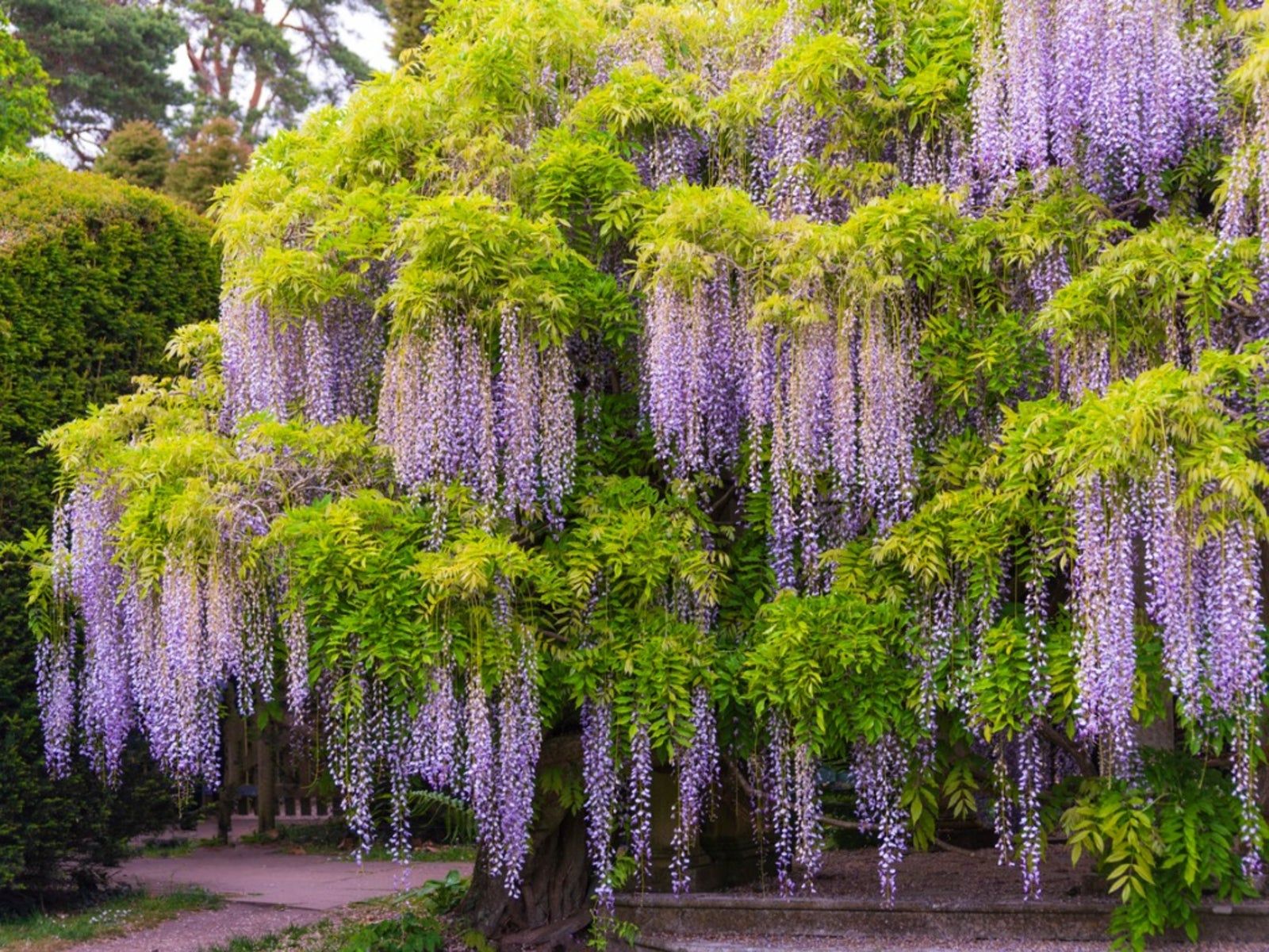 Growing Wisteria In Zone 3: Types Of Wisteria For Cold Climates | Gardening  Know How
