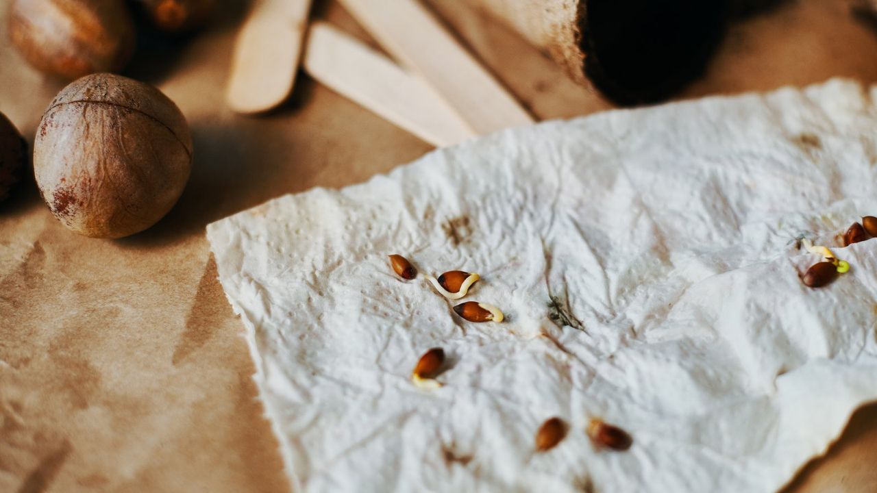 Seeds sprouting on paper towel