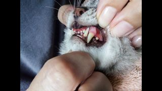 Owner looking at cat's gums