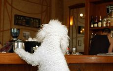 dog friendly pubs