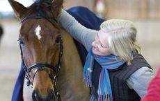 smiling-horse.jpeg