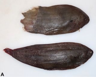 The common sole (Solea solea) recovered from the female whale's nasal cavity (top) and esophagus (bottom).
