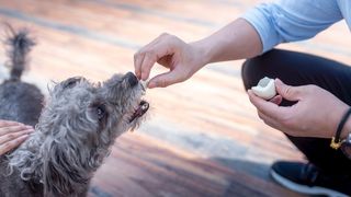 Can dogs eat eggs? Dog eating piece of hard boiled egg out of mans hand