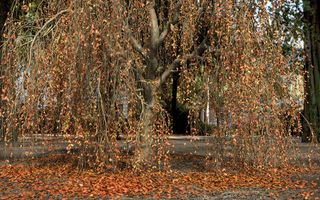 Weeping willow tree with brown leaves fallen below it