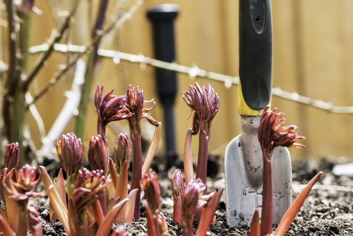 Spring Care Of Peonies Maintenance Requirements For Peony Plants In