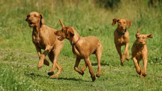 Four pointing dogs running through a field