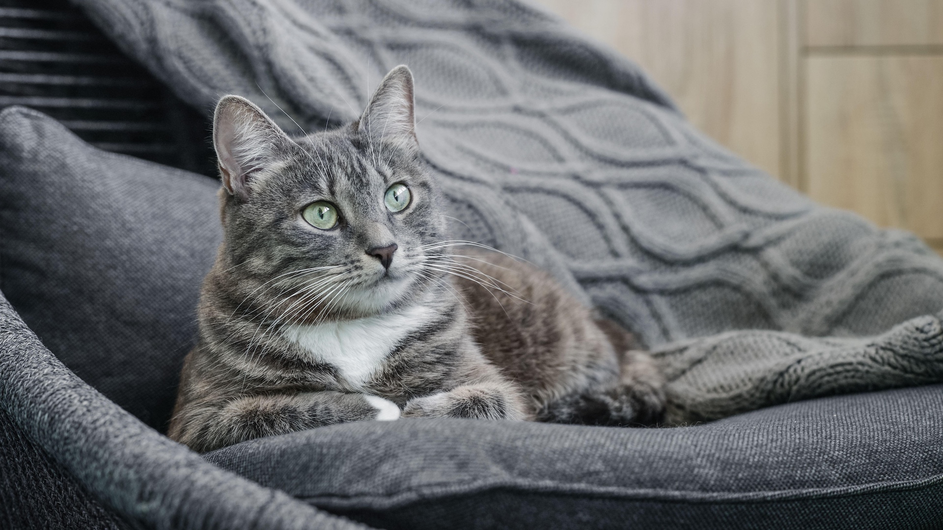 Grey tabby on grey blanket