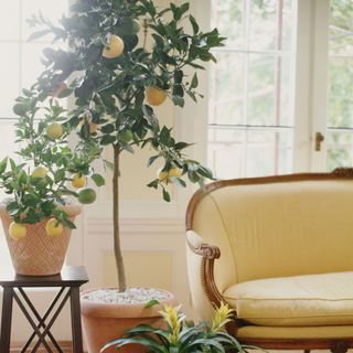 A lemon tree sat beside a pale yellow sofa