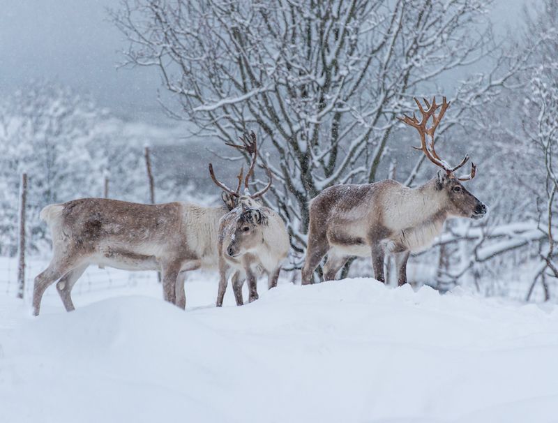 Reindeer in the snow in Scandinavia.