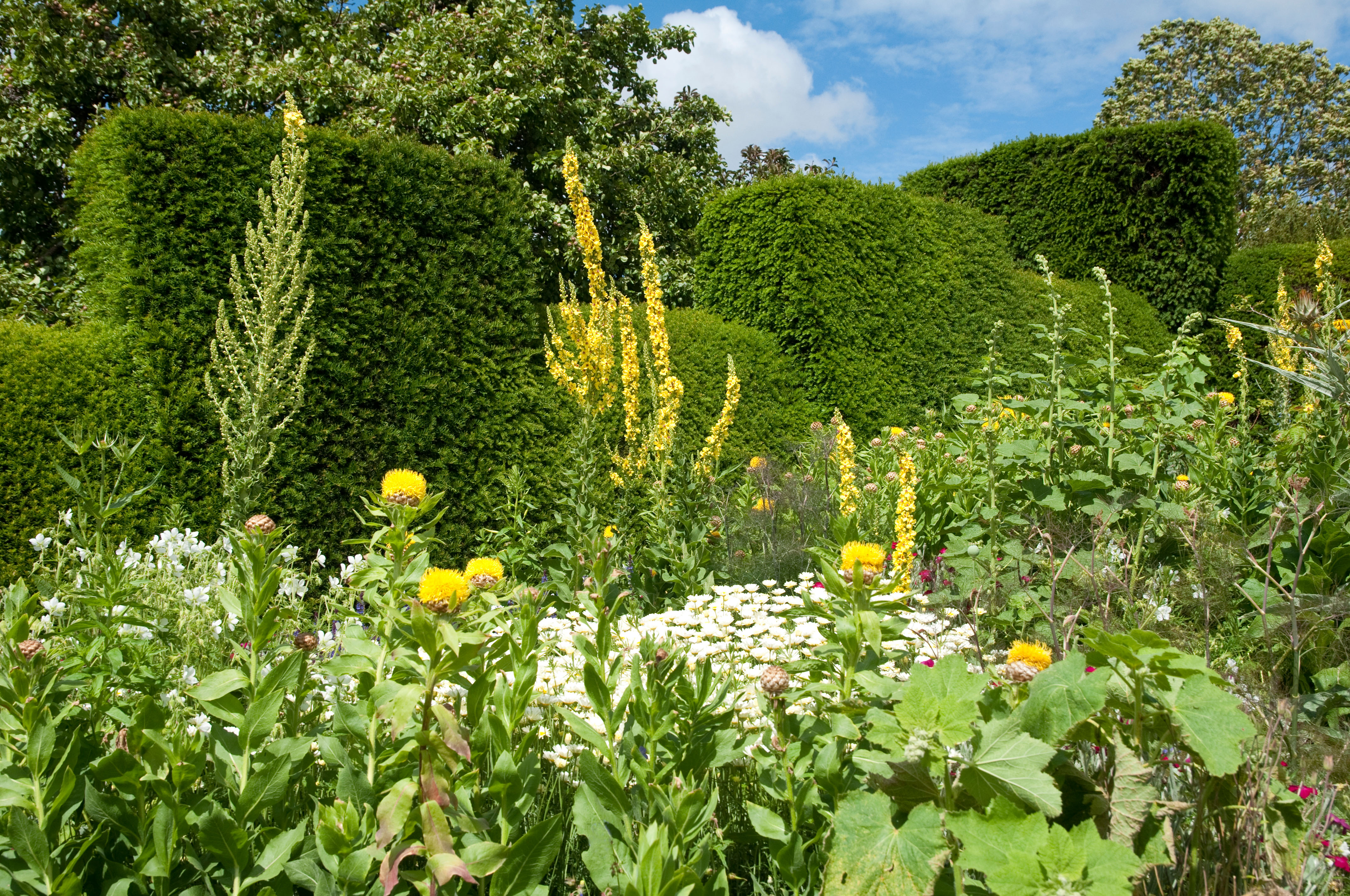 Verbascum olympicum (tall yellow mullein) with Yellow Thistles, shown against topiary yew hedging at Great Dixter, Sussex.