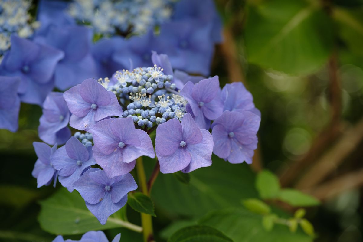 Viltrox AF 90mm F2.2 EVO and Fujifilm XF 90mm f/2 R LM WR lens comparisons: closeup of purple hydrangea with background foliage