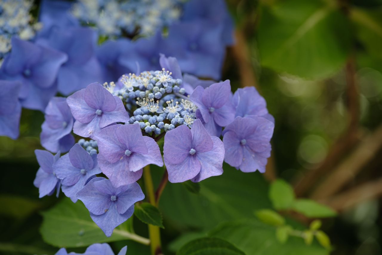 Viltrox AF 90mm F2.2 EVO and Fujifilm XF 90mm f/2 R LM WR lens comparisons: closeup of purple hydrangea with background foliage