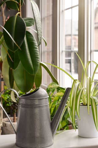 A potted spider plant besides a galvanized watering can