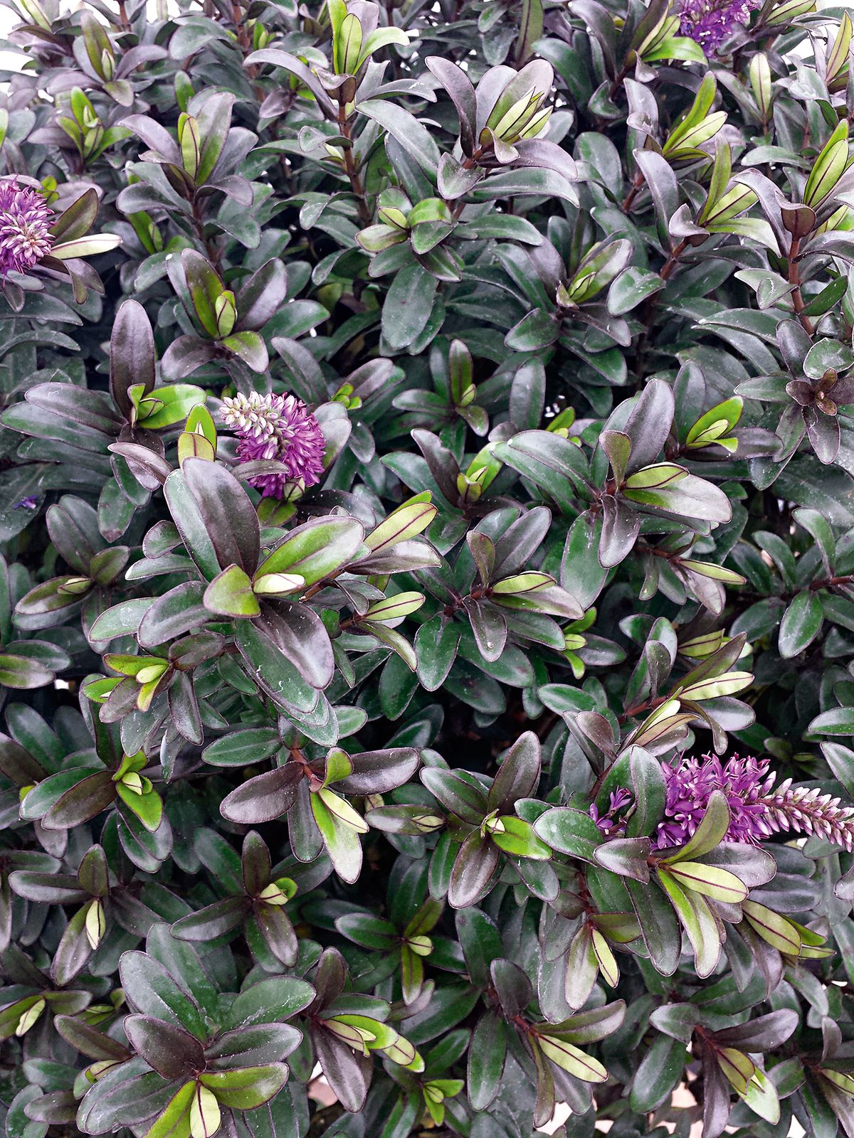 How to take cuttings – with expert tips from Monty Don