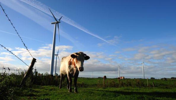 Cow escapes from Queens slaughterhouse. 